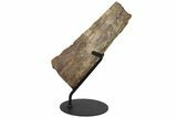 12.1" Partial Triceratops Horn with Metal Stand - North Dakota - #131347-3